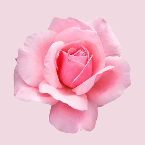 Hugo Boss Ma Vie Eau de Parfum – Women's Floral Perfume – With Notes of Cactus Blossom, Rose Bud & Cedarwood – Luxury Perfumes for Women – Long Lasting Fragrance