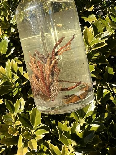 Rose of Jericho Ritual Oil | Manifestation New Beginnings Fast Good Luck The Resurrection Plant Body Perfume Anointing Witchcraft Wiccan Pagan Witch Herbal Intention Offerings