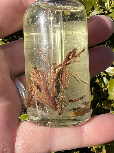 Rose of Jericho Ritual Oil | Manifestation New Beginnings Fast Good Luck The Resurrection Plant Body Perfume Anointing Witchcraft Wiccan Pagan Witch Herbal Intention Offerings