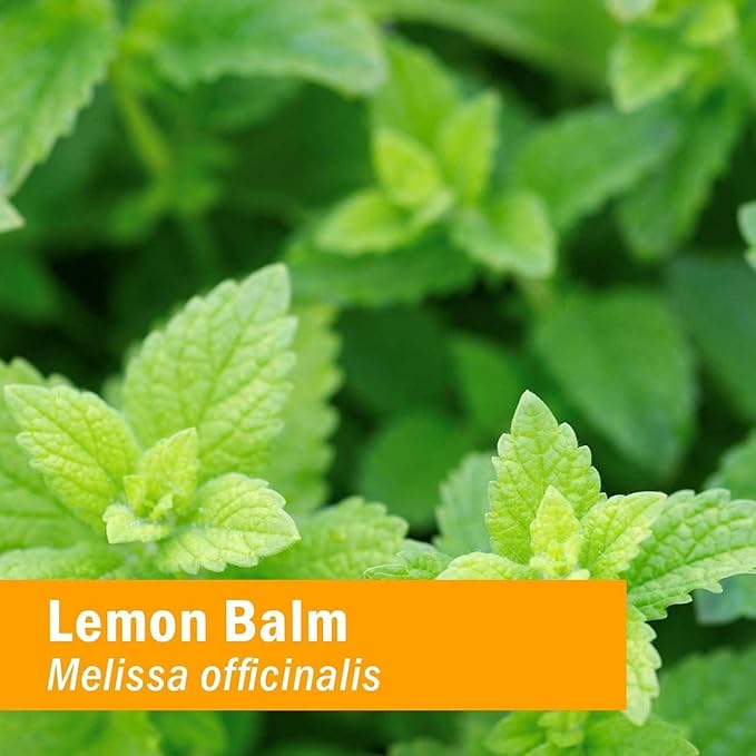 Herb Pharm Kids Certified-Organic Alcohol-Free Lemon Balm Calm Liquid Extract, 1 Ounce (GLKLEMON01)