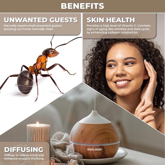 Orange Essential Oil for Diffuser, Natural Cleaning Solutions, Aromatherapy, Skin Care and Home Wellness | Therapeutic Grade Sweet Orange Oil for Skin, Home Scents | Scented Oils for Relaxation